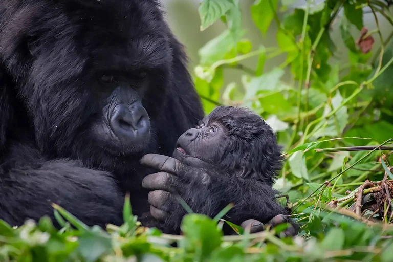 Baby gorilla