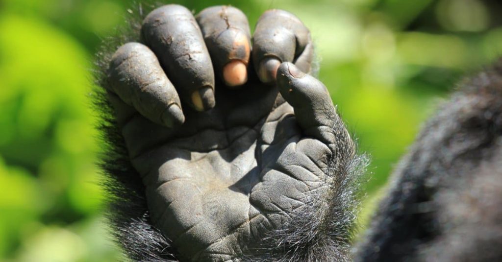 The gorilla hand