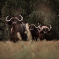 buffalo buffalo